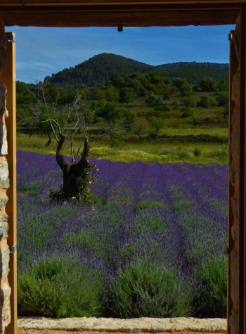 Lavender-fields-with-a-view-Mashamba-garden-design 001